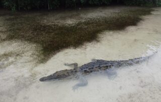 Excursion à Sian Kaan en français